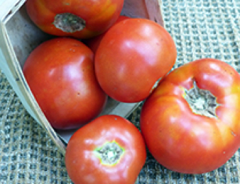 abe lincoln heirloom tomato